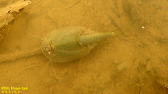 Triops longicaudatus