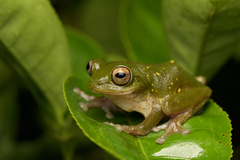 Malabar Bubble-Nest Frog photo 4