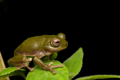 Malabar Bubble-Nest Frog photo 3