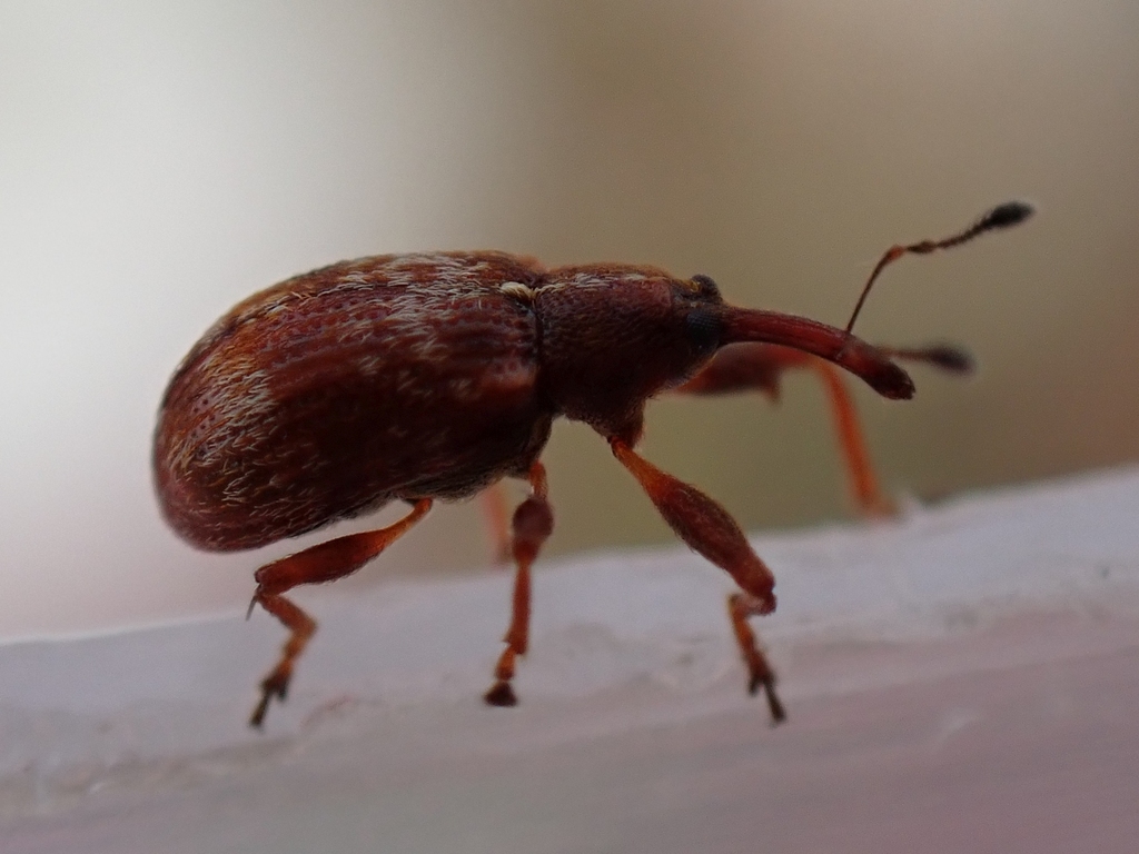 Anthonomus rufus