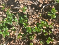 Salix berberifolia kamtschatica