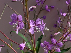 Chamaenerion angustifolium