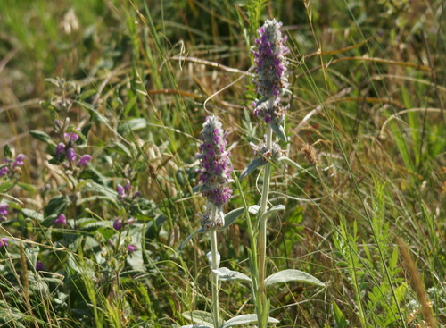 Image of Stachys cretica by (c) SIA, some rights reserved (CC BY)