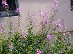 Chamaenerion angustifolium