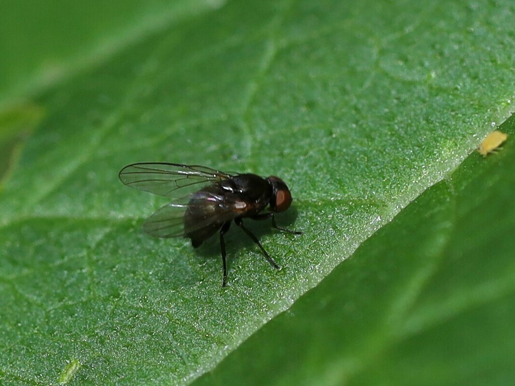 Oak Shothole Leafminer from Parkview Hills, East York, ON, Canada on ...