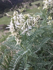 Astragalus drummondii