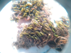 Schistidium apocarpum