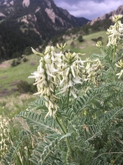 Astragalus drummondii