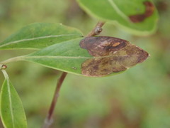 Phytomyza glabricola