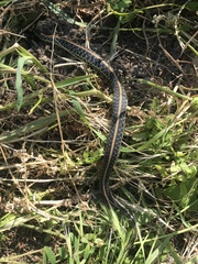 Thamnophis sirtalis sirtalis