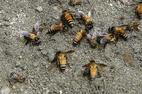 Giant Honey Bee