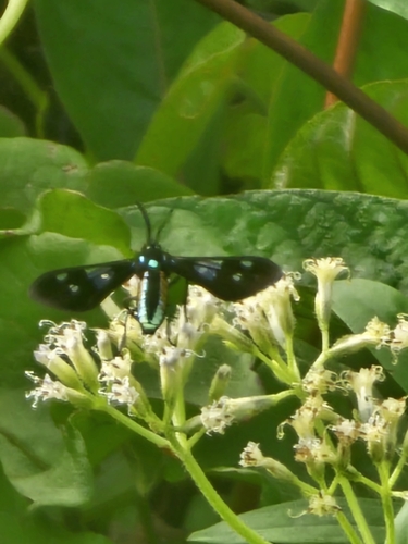 Mystrocneme varipes