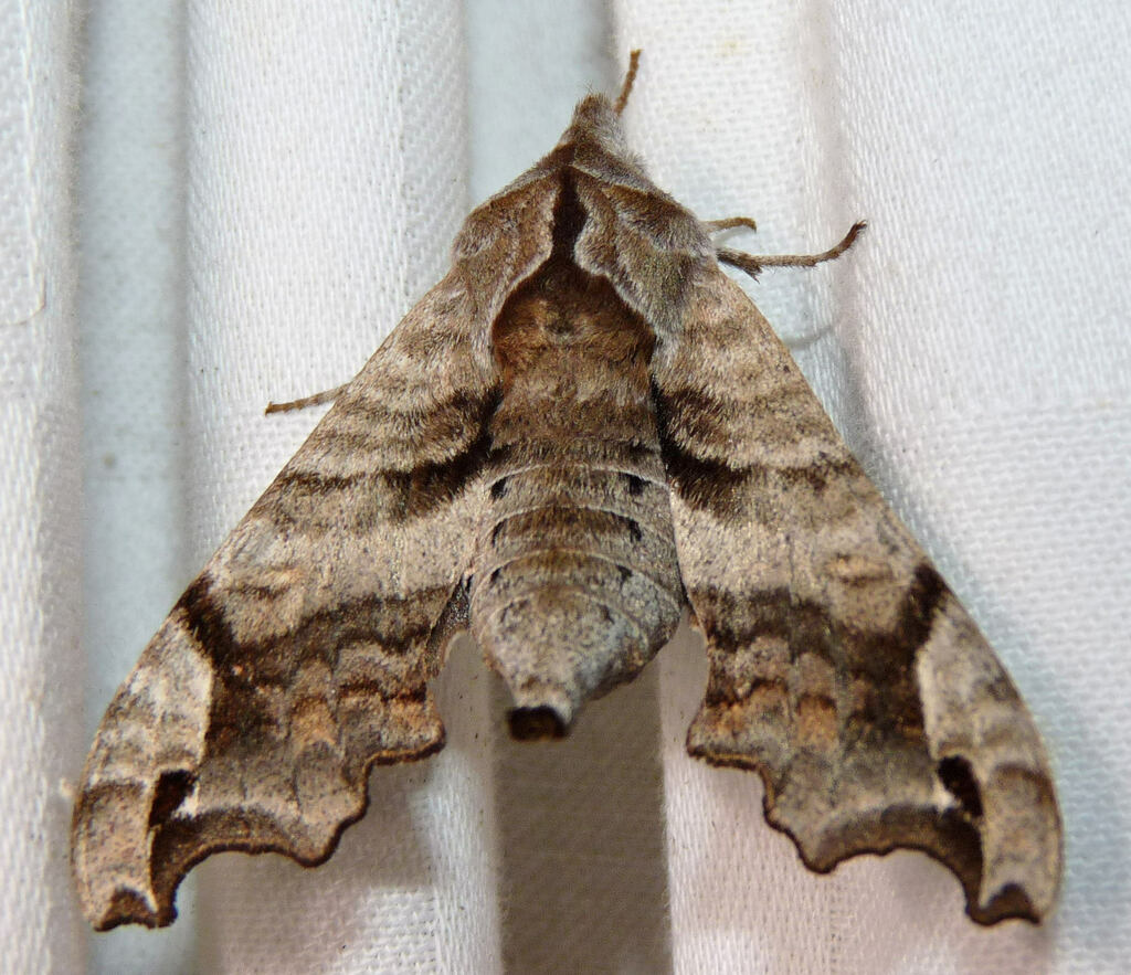 Lettered Sphinx from Perry County, OH, USA on April 15, 2024 at 11:47 ...