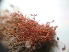 Funaria flavicans