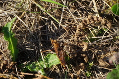 Asilus crabroniformis