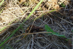 Asilus crabroniformis