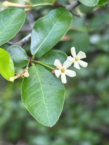 Guettarda odorata