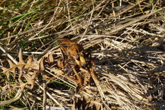 Asilus crabroniformis