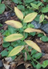 Uvularia sessilifolia