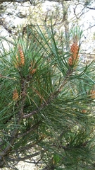 Pinus muricata