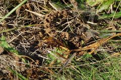 Asilus crabroniformis