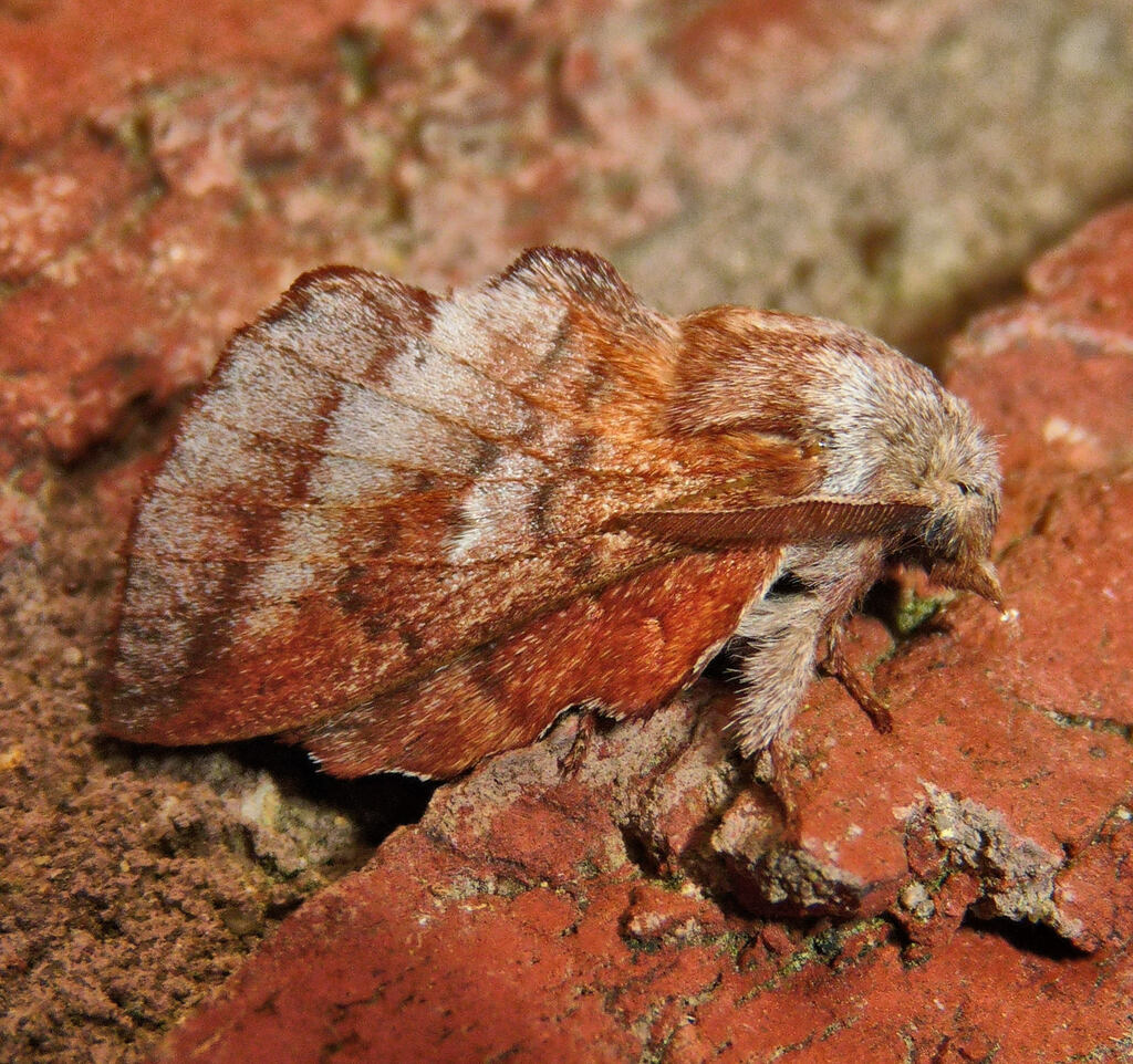 American Lappet Moth from Perry County, OH, USA on April 11, 2024 at 09 ...