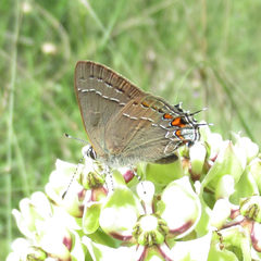Satyrium favonius autolycus