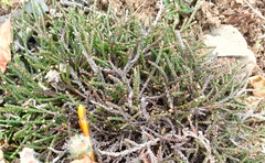 Cassiope lycopodioides