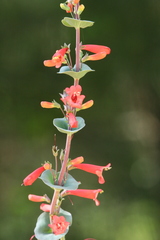 Penstemon murrayanus