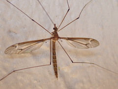 Tipula subeluta