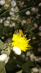 Calocoris nemoralis