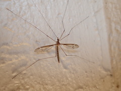 Tipula subeluta