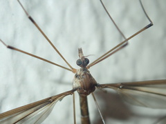 Tipula subeluta