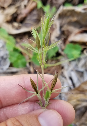 Ruellia tuberosa image
