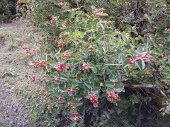 Lonicera iberica