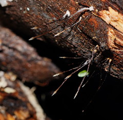 Xylaria filiformis