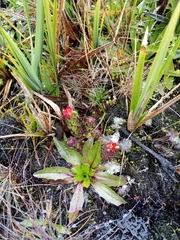 Castilleja paramensis