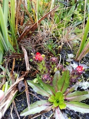 Castilleja paramensis