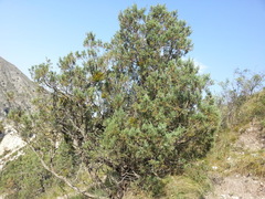 Juniperus polycarpos