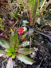 Castilleja paramensis