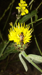 Calocoris nemoralis