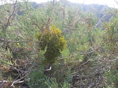 Arceuthobium oxycedri