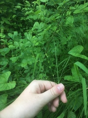 Carex rosea
