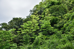 Bretschneidera sinensis