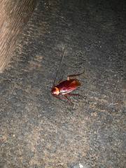 Periplaneta americana