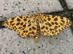 Epobeidia tigrata tigrata