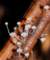 Mycena maldea