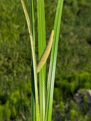 Аир обыкновенный (Acorus calamus): происхождение и применение — фото 2