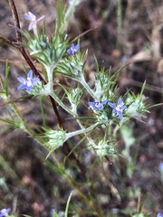 Eriastrum filifolium