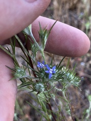 Eriastrum filifolium